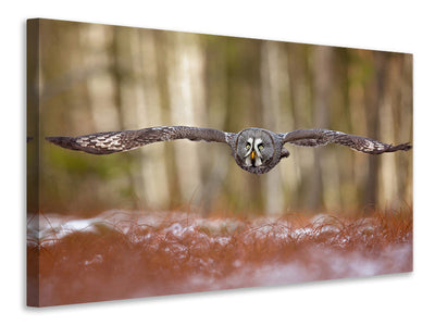 canvas-print-great-grey-owl