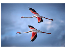 canvas-print-greater-flamingos-x