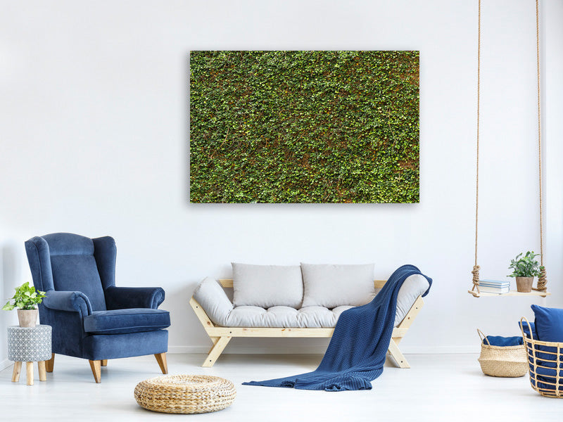 canvas-print-green-ivy-leaves-wall