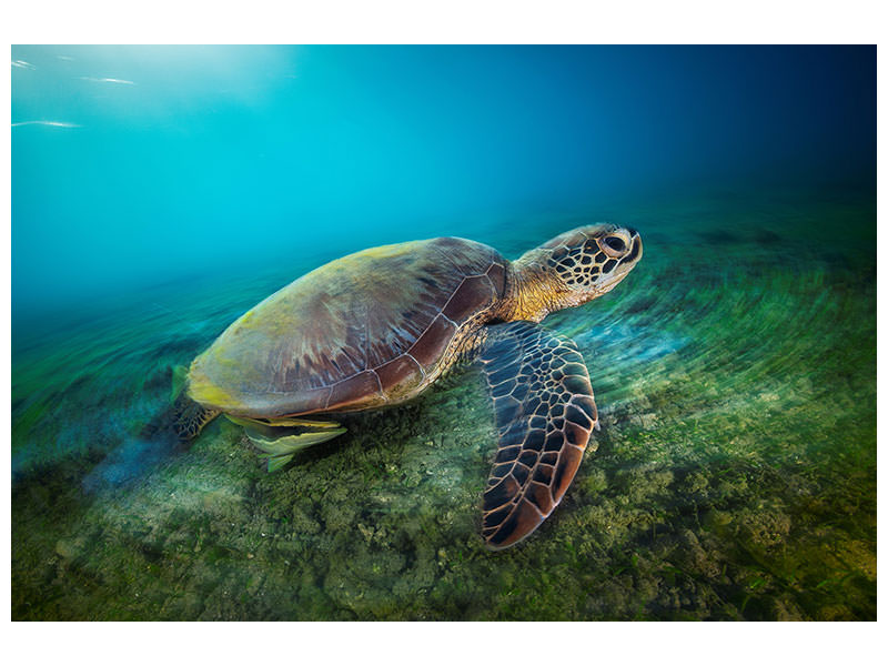 canvas-print-green-turtle