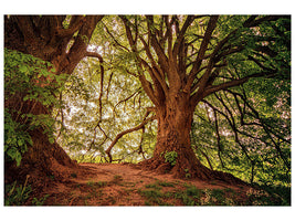 canvas-print-in-the-dense-forest