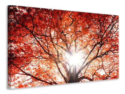 canvas-print-light-of-autumn