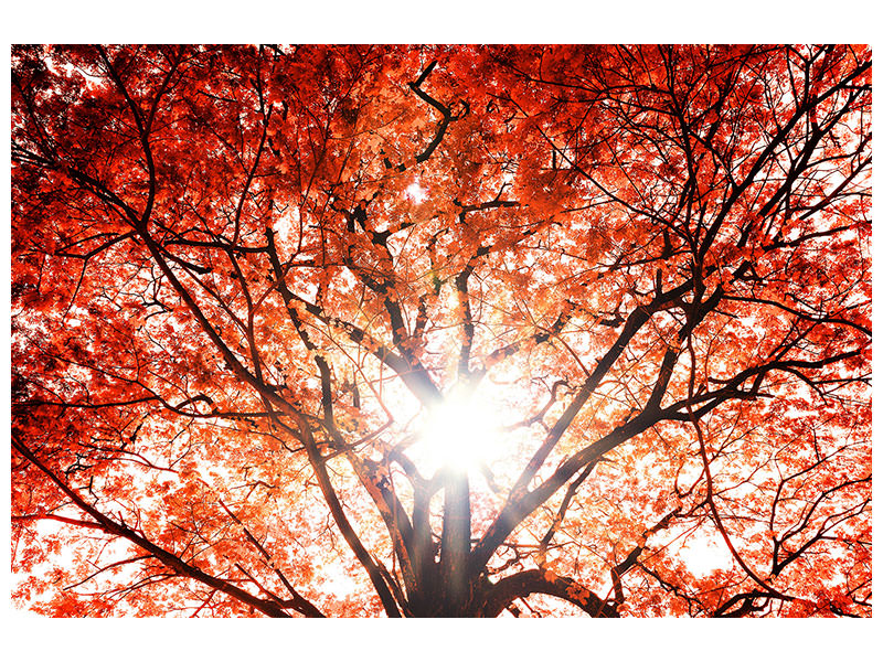 canvas-print-light-of-autumn