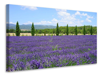 canvas-print-magnificent-lavender-field