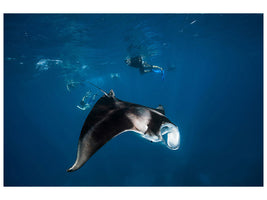 canvas-print-manta-ray-ii