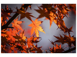 canvas-print-maple-leaves-in-autumn