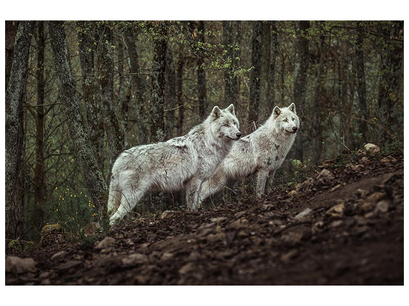 canvas-print-meeting-with-white-wolves-x