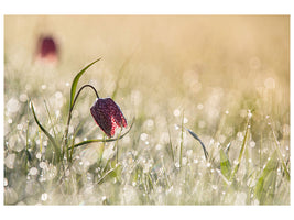 canvas-print-morningdew