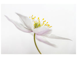 canvas-print-nemorosa-iii