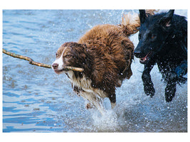 canvas-print-playing-dogs