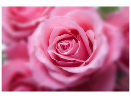 canvas-print-roses-macro