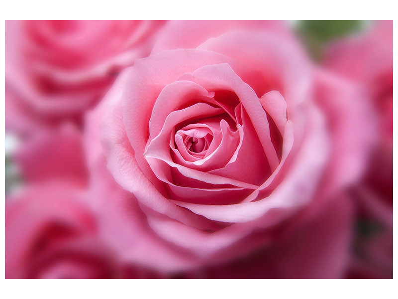 canvas-print-roses-macro