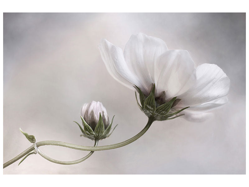 canvas-print-simply-cosmos