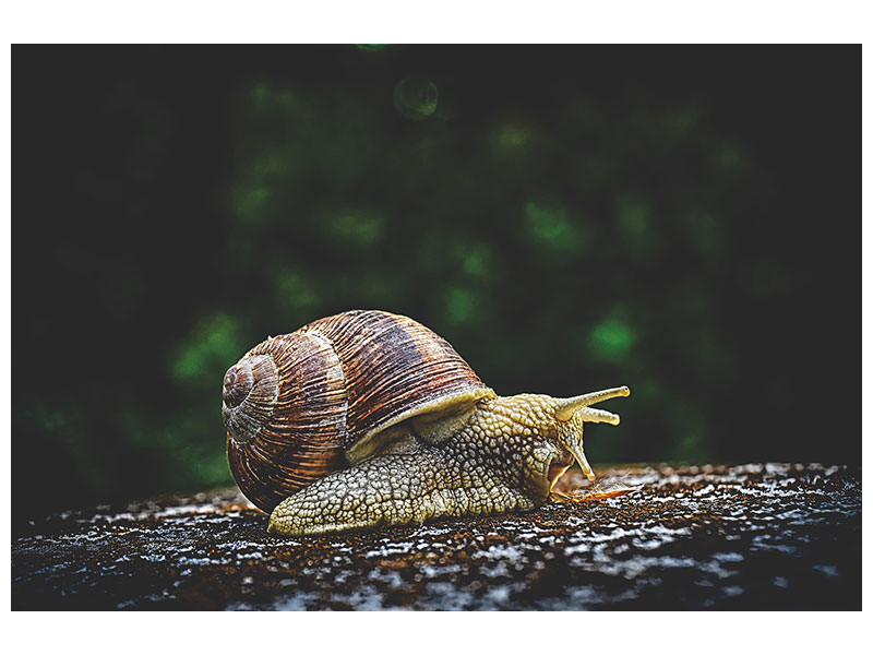 canvas-print-snail-xxl