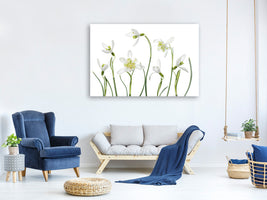 canvas-print-spring-snowdrops