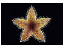 canvas-print-stapelia-grandiflora