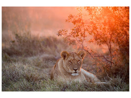 canvas-print-sunset-lioness