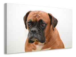 canvas-print-the-boxer