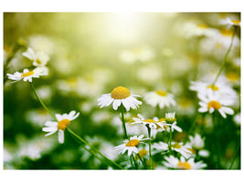 canvas-print-the-daisy