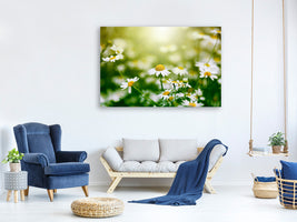 canvas-print-the-daisy