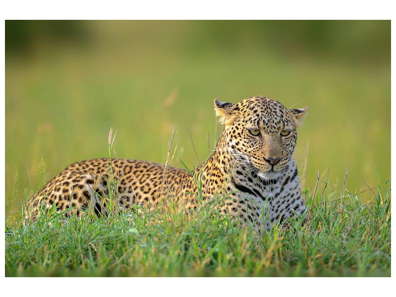 canvas-print-the-leopard-x