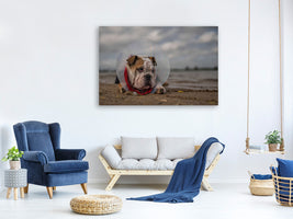 canvas-print-the-vet-gave-me-this-collarand-i-am-not-happy-with-it