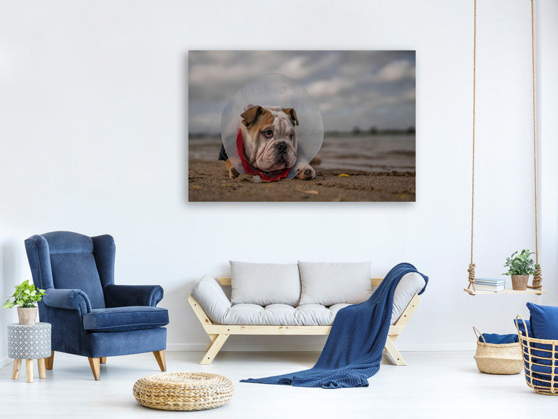 canvas-print-the-vet-gave-me-this-collarand-i-am-not-happy-with-it