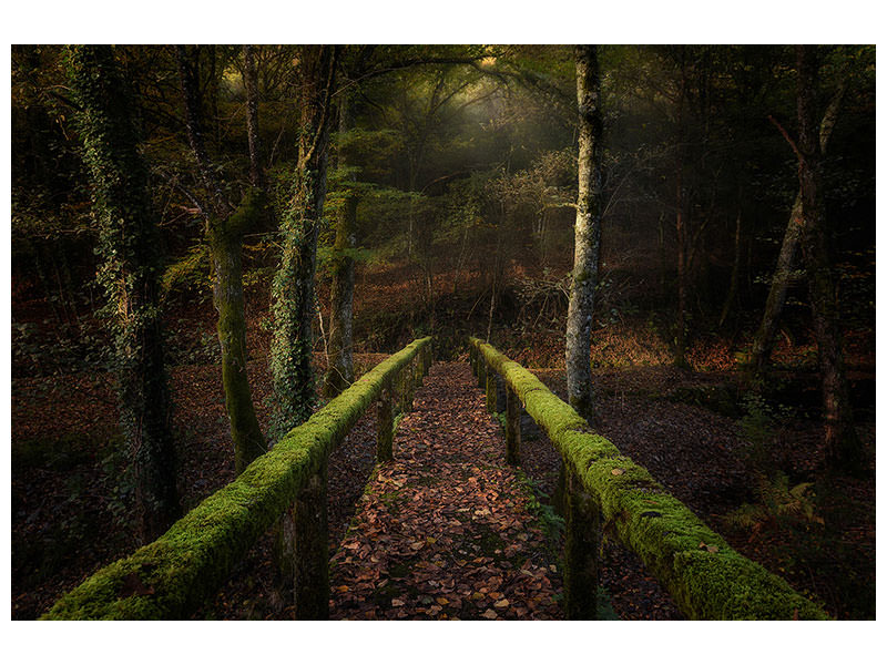 canvas-print-the-way-to-the-forest