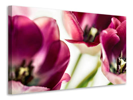 canvas-print-tulip-iv
