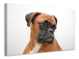 canvas-print-typical-boxer