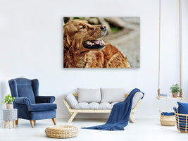 canvas-print-watchful-irish-setter