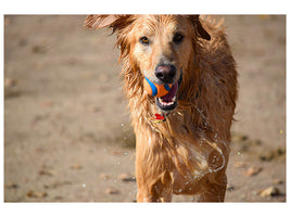 canvas-print-wet-dog