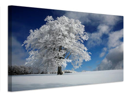 canvas-print-white-windbuche-in-black-forest-x