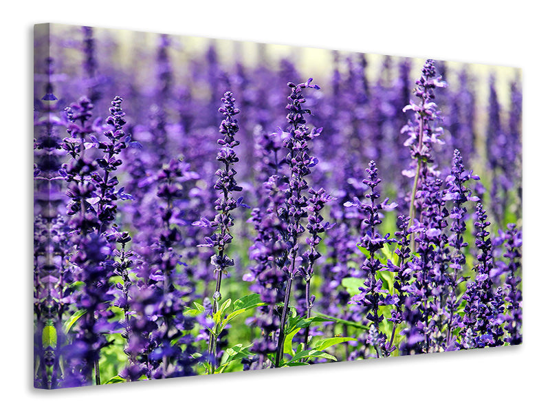 canvas-print-xl-lavender