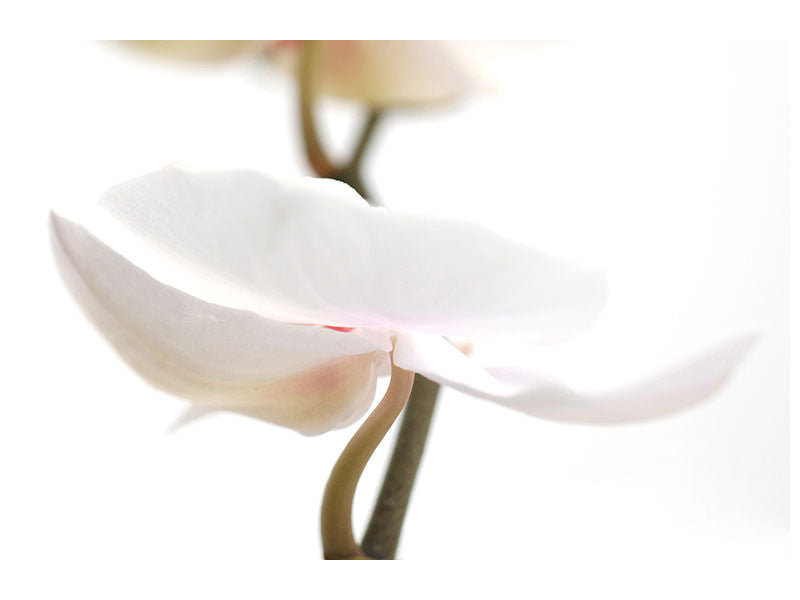 canvas-print-xxl-orchid-flower