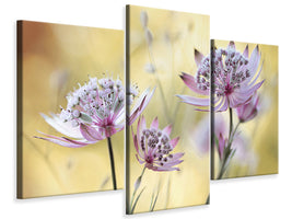 modern-3-piece-canvas-print-astrantia-major