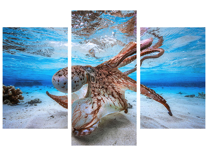 modern-3-piece-canvas-print-dancing-octopus