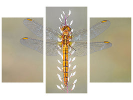 modern-3-piece-canvas-print-dragonfly