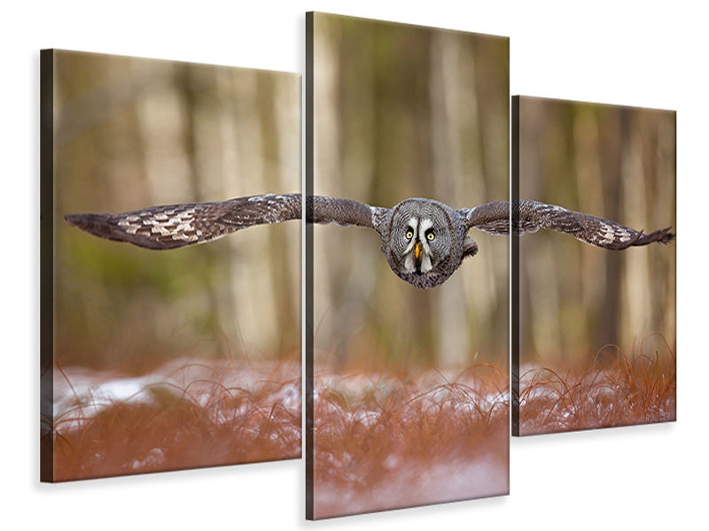 modern-3-piece-canvas-print-great-grey-owl