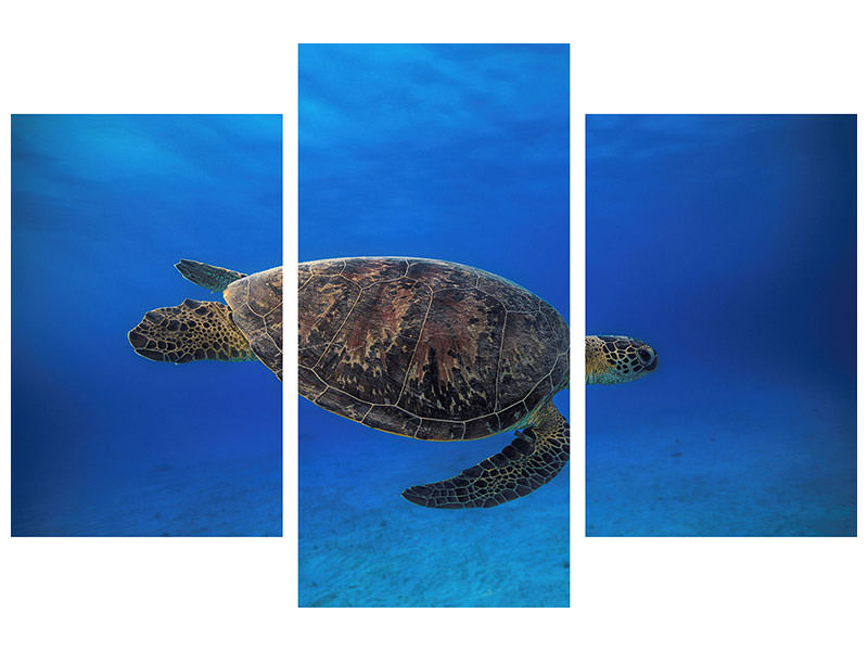 modern-3-piece-canvas-print-green-turtle-in-the-blue