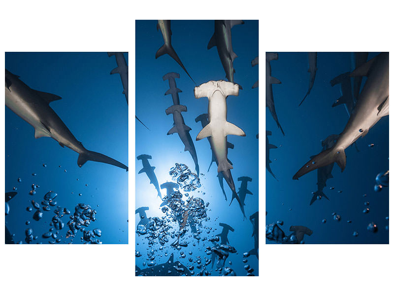 modern-3-piece-canvas-print-hammerhead-shark