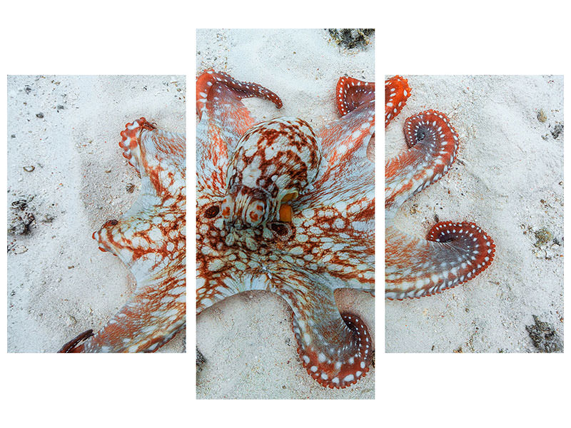 modern-3-piece-canvas-print-octopus-a