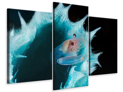 modern-3-piece-canvas-print-shrimp-in-a-blue-sponge