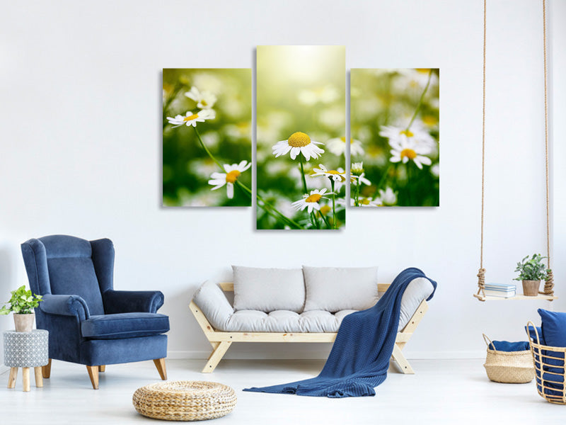 modern-3-piece-canvas-print-the-daisy