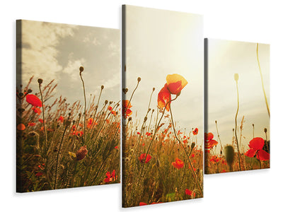 modern-3-piece-canvas-print-the-poppy-field-at-sunrise