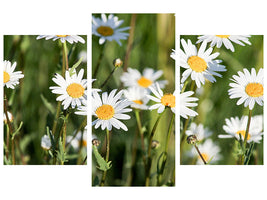 modern-3-piece-canvas-print-xl-daisies