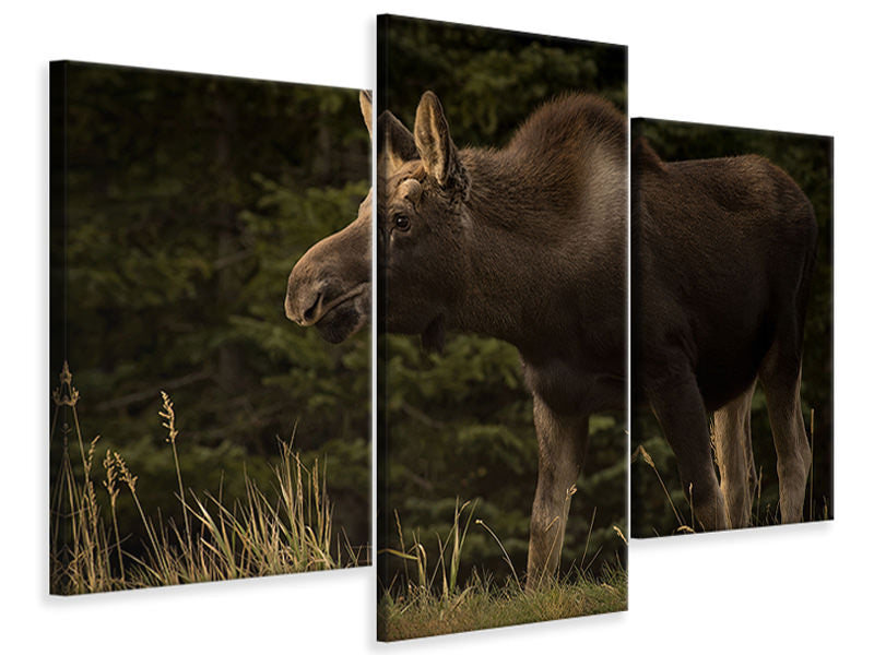 modern-3-piece-canvas-print-young-moose-on-the-loose