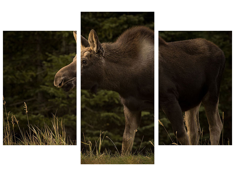 modern-3-piece-canvas-print-young-moose-on-the-loose