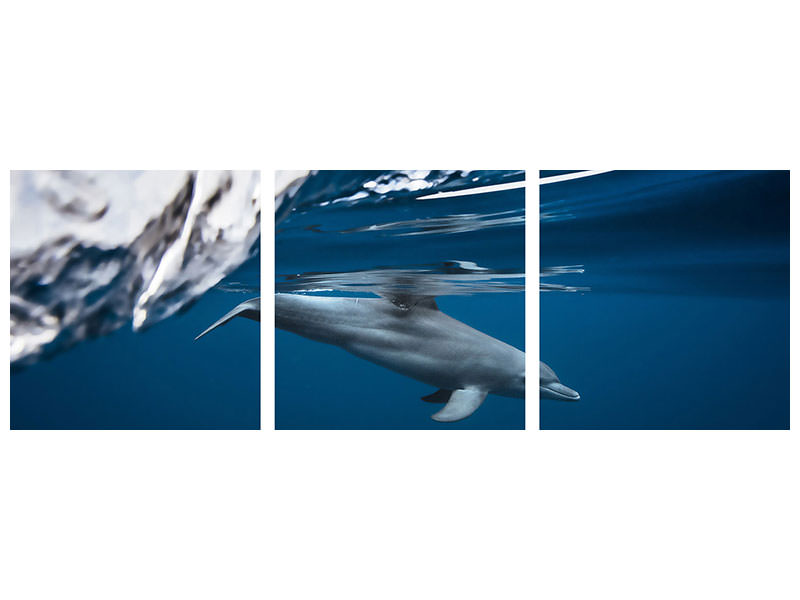 panoramic-3-piece-canvas-print-bottlenose-dolphin-turciops-aduncus