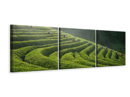 panoramic-3-piece-canvas-print-green-tea-farm